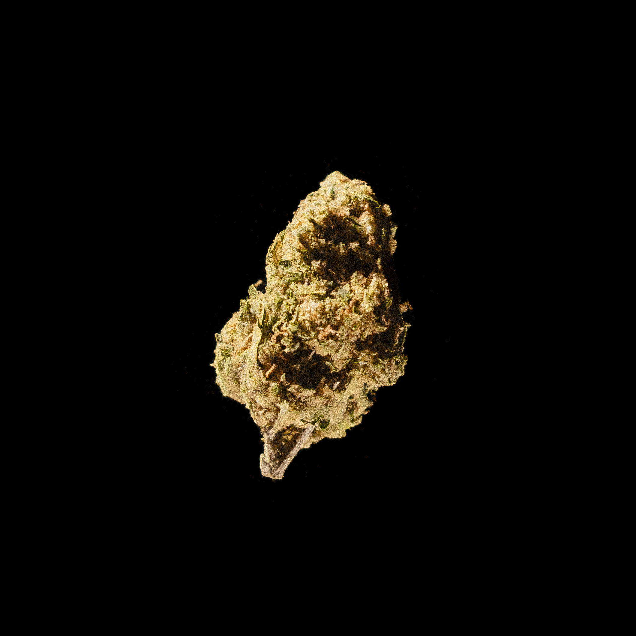 DISCO FLOWER • Blue Dream