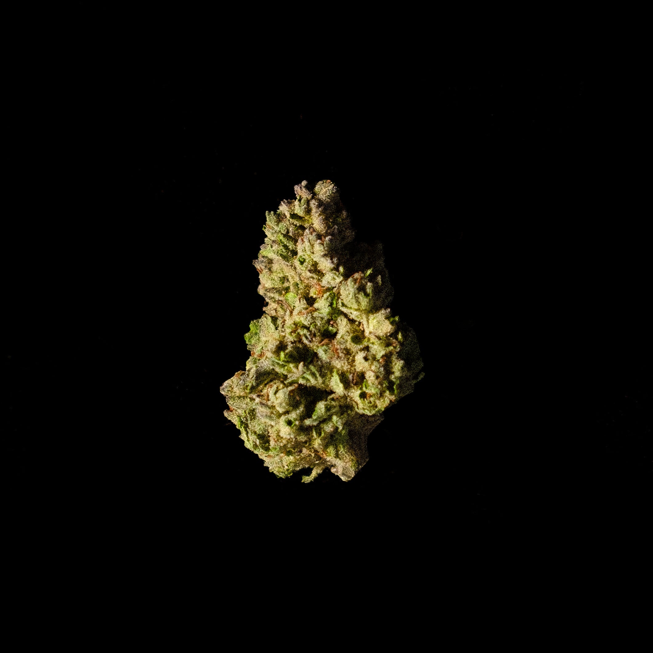 DISCO FLOWER • Grape Candy Runtz