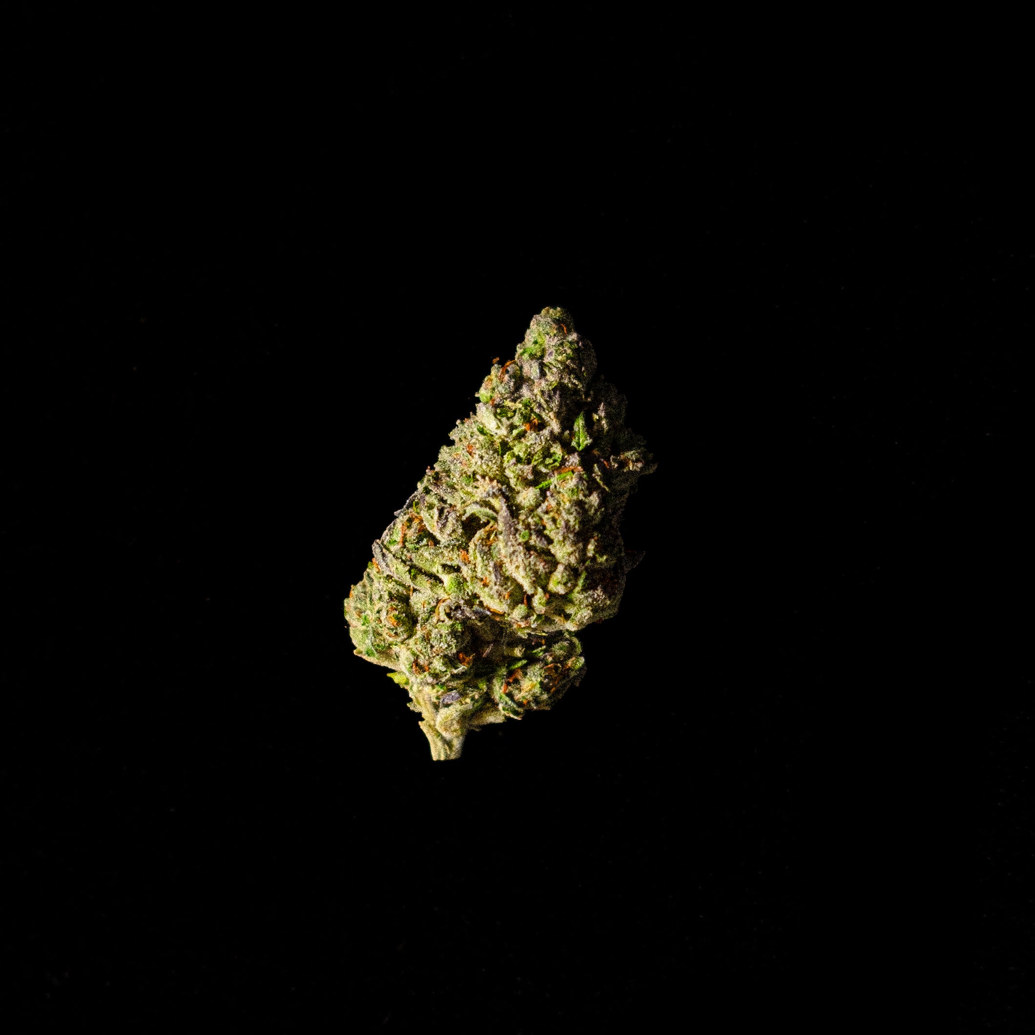 DISCO FLOWER • Oreo Blizzy
