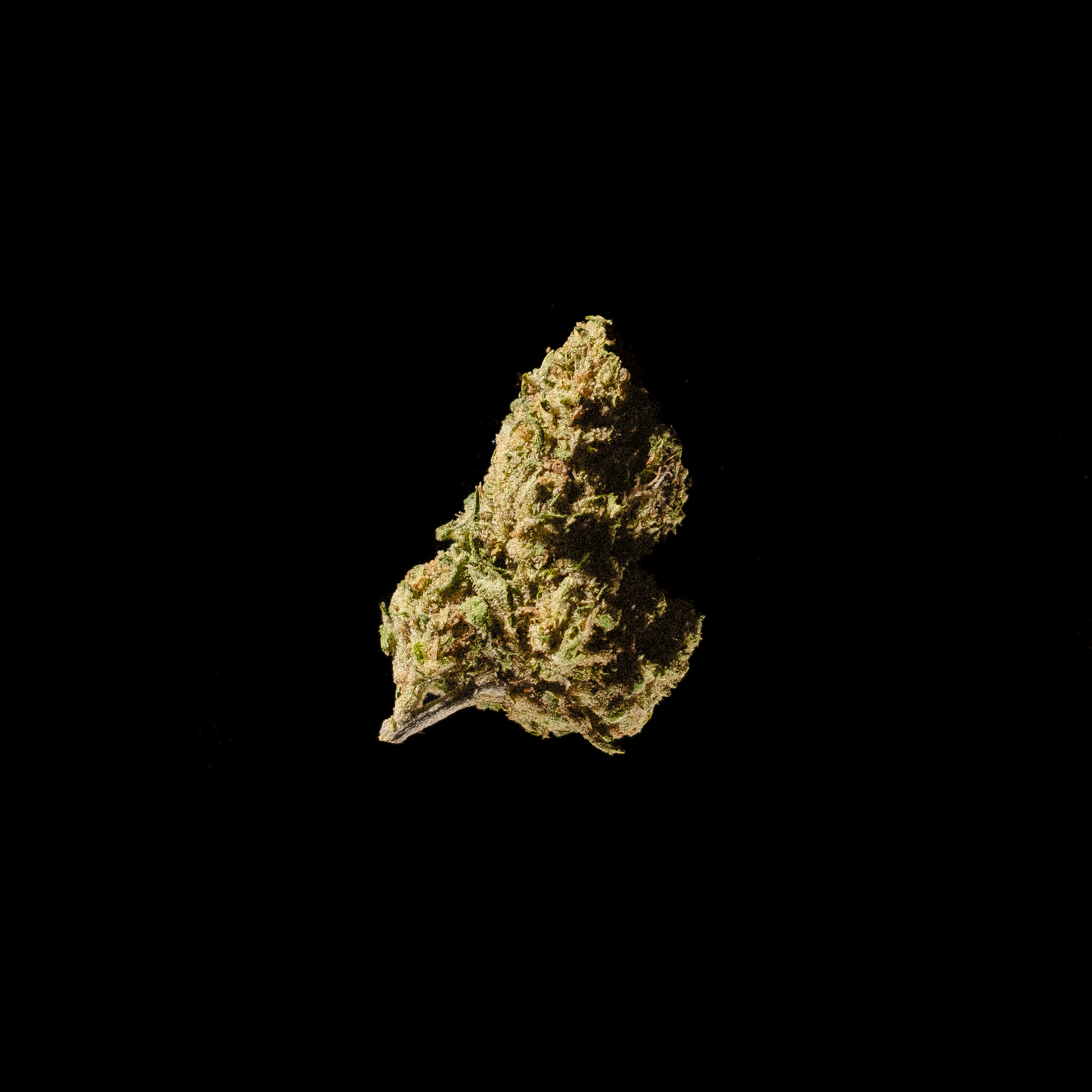 DISCO FLOWER • Papaya Punch